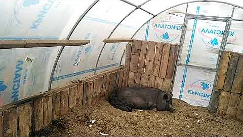 Сколько рожают вьетнамские свиньи у нас 🤗 МНОГОДЕТНАЯ МАМАШКА How many Vietnamese pigs give birth.