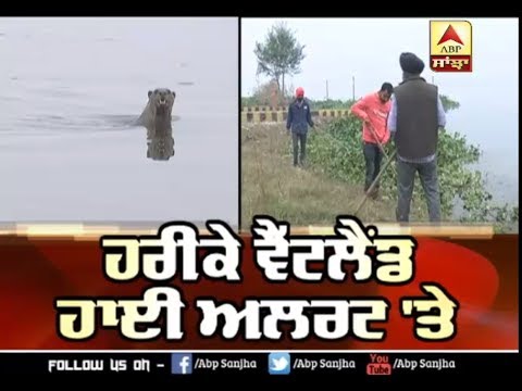 Harike Wetland High Alert `ਤੇ | ABP Sanjha |