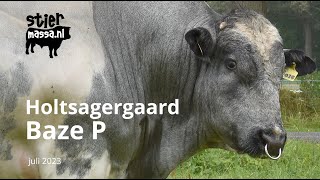 Belgisch Witblauwe stier Holtsagergaard Baze P.