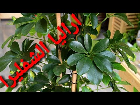 اراليا الشفليرا