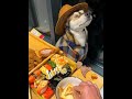 Netizen: Control the dog #Funnydailylife#BlindDogKugen #Cutepet