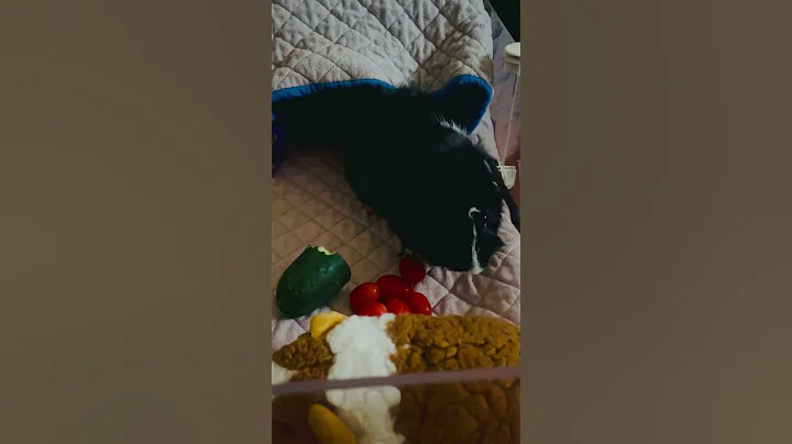 Watch the video about #welcome #home #riot #the #black #and #white #abyssinian #guineapig #contentcreator #influencer #pet