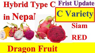 Update on Hybrid Variety Type C Dragon Fruit in Nepal || नेपालमा उन्नत जातको ड्रागनफल #ParadiseAgro