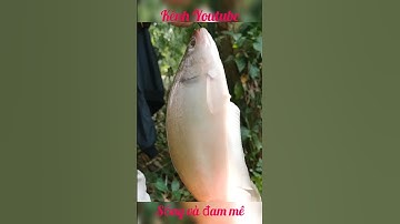 câu cá thác lác sông thiên nhiên #shorts