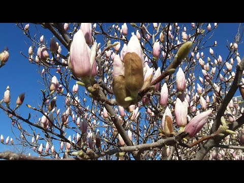 ВЕСНА В ПАРИЖЕ I ПАРИЖ СЕГОДНЯ I КРАСИВАЯ ВЕСНА I ПАРИЖ ВЕСНОЙ I ПАРИЖ ЦВЕТЕТ I PARIS AUJOURDHUI