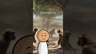 5 monkeys experiment #wakeup #5monkeysexperiment #animatedshow