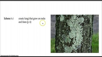 Plight of the Polar Bears Vocabulary