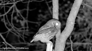 Screech owl hunting at night