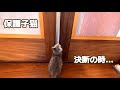 保護子猫・・・決断の時・・・。
