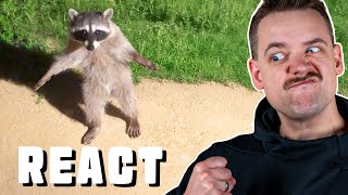 WASCHBÄREN ALTER!! 🤣 Funniest Animal Videos Ever (Part 1) - React