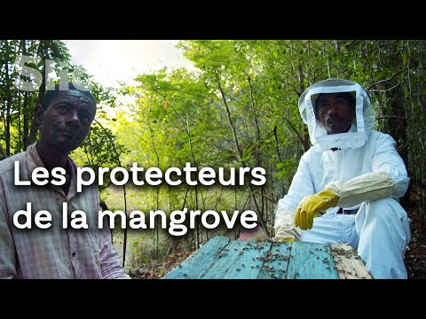 Vidéo: Les mangroves sont une création unique de la nature