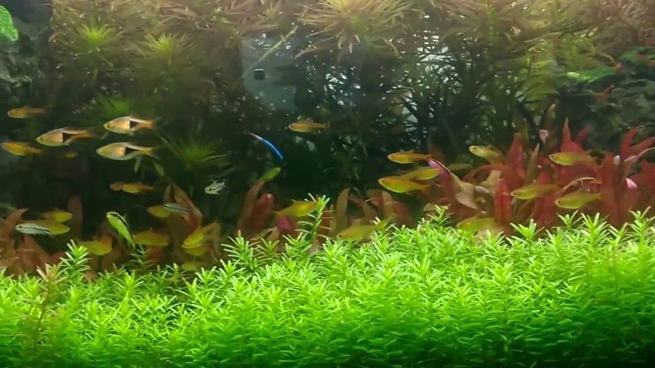 Schooling Fish Aquarium - YouTube