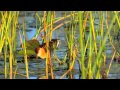 Botswana Birds