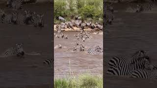 Massive Zebra herd crossing Mara River | #crocodile #zebra #masaimara #viralshorts #shorts #lion