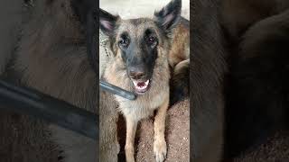 Super Hit S Lele Resimi