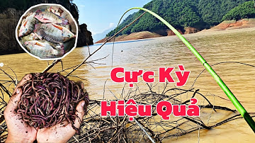 Hướng Dẫn Cách Móc Mồi Giun Câu Cá Rô Phi Sông Tự Nhiên Cực Kỳ Đơn Giản, Hiệu Quả