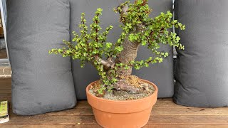 Repotting my Massive Jade Bonsai. How to repot Portulacaria Afra Bonsai. Huge trunk!