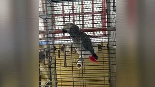 Henry Y Su Cotorro Malcriado Parte 3 Loro African Grey | Plandy