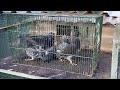 COMMENT NE PAS PERDRE SES JEUNES PIGEONS PENDANT LEURS PREMIÈRES SORTIES DU PIGEONNIER