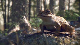 видео Бесхвостые амфибии