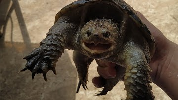 bóc hộp rùa common (common lai florida) | mới đem rùa về thì làm gì | snapping turtle