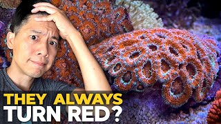 Secrets of Color-up Micromussa lordhowensis (Acan Lord)? 🌈