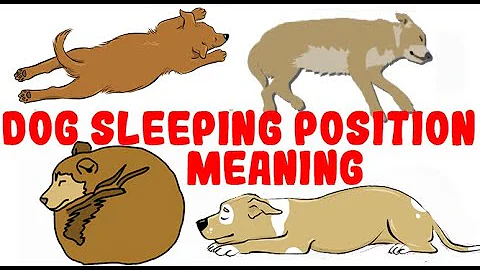 What Your Dog's Sleeping Position Reveals About Their Personality, Health and Character - DayDayNews