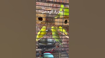#سورة_الرحمن #قرآن #المصحف #العراق #كردستان #اكسبلور #طيور #البادجي #quran #birds #budgies #america