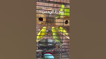 #سورة_الرحمن #قرآن #المصحف #العراق #كردستان #اكسبلور #طيور #البادجي #quran #birds #budgies #america
