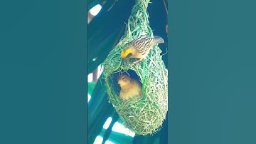 Sparrow bird building nest | nest making | The house sparrow 😍#youtubeshorts #shortsvideo #viral