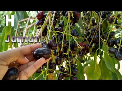[Weird Fruit] JAMUN Or Indian Blackberry Cultivation - Powerful  Benefits Of JAMUN | Happy