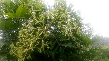 Cây Ưng Bất Bạc thảo dược quý ngàn năm cho lá gan người Việt sđt : 0976683440