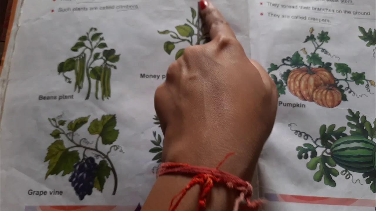 Difference between Creepers and Climbers ll by MEGHA YouTube