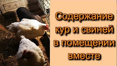 Свиньи и куры содержать в одном помещении можно или нет Gnomvolga
