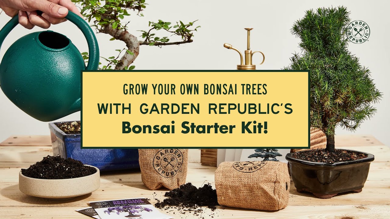  Grow Your Own Bonsai Tree kit