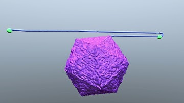 Figure 4. Parvovirus Replication Pathway