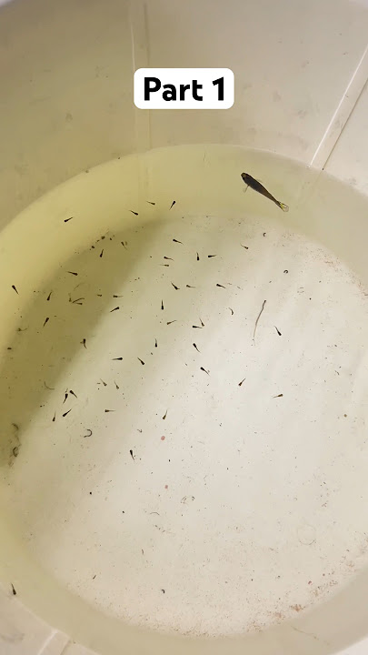Loaded Guppy Gave Birth to 50!