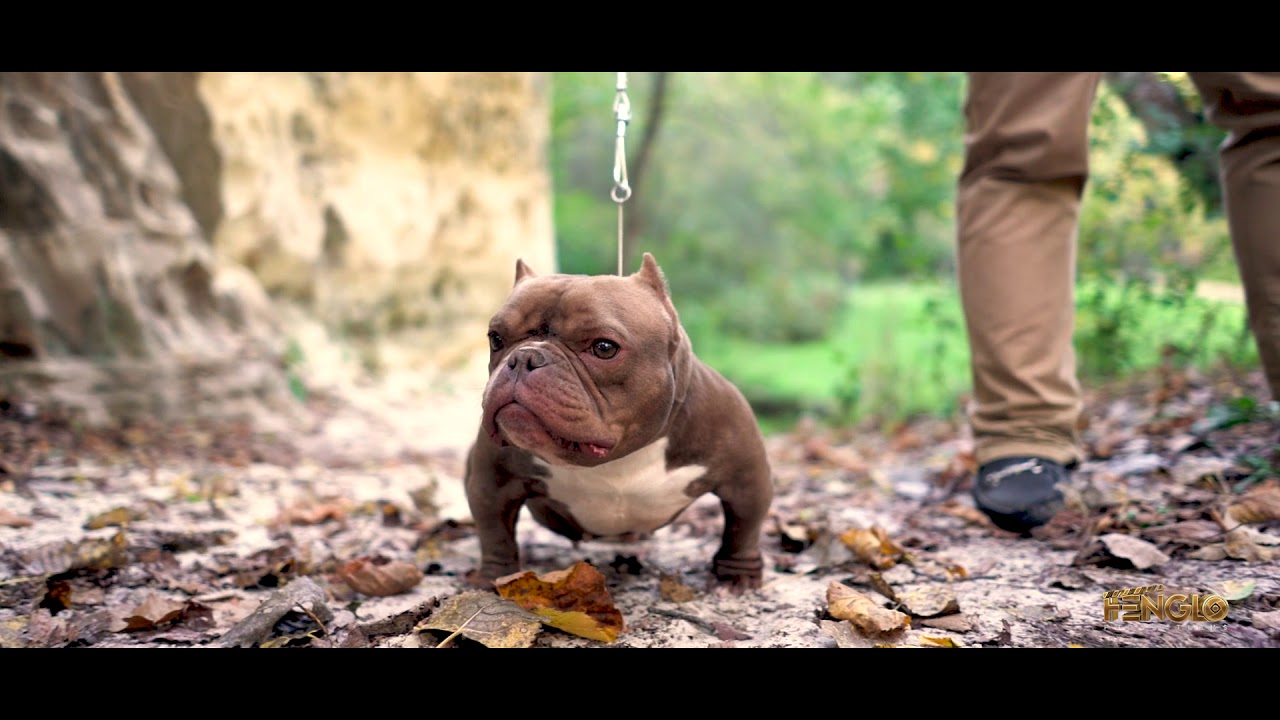 smallest american bully