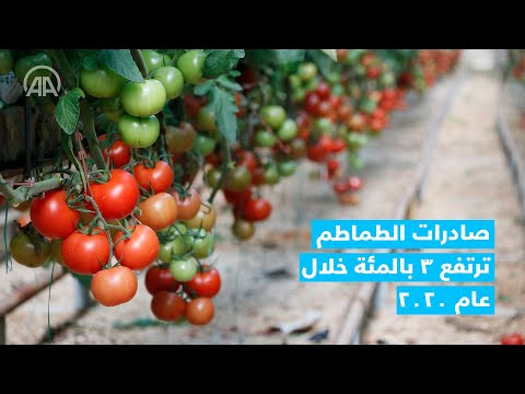 تركيا صادرات الطماطم ترتفع 3 بالمئة خلال 2020