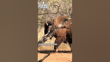 Bison vs. 50 Cal Airgun!