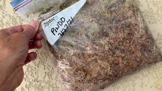 The BEST way to grow Pindo palms from seed