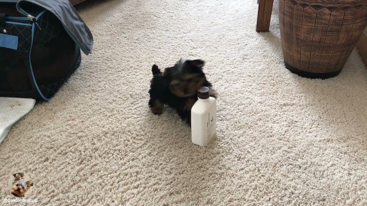 Pee Pad Potty Training Baby Paxton Teacup Yorkie YouTube