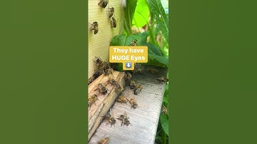 ✨ Boy Bees… Honeybee Drones ✨