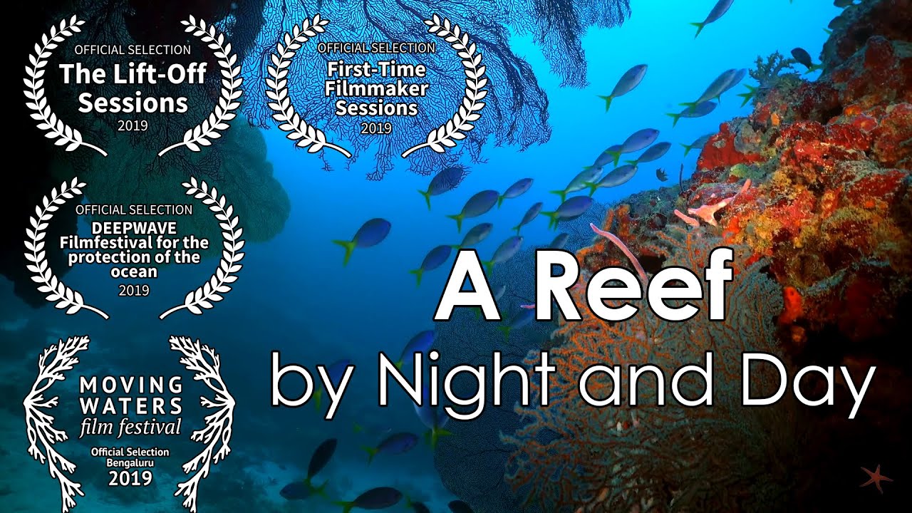 A Reef by Night and Day - Short Film