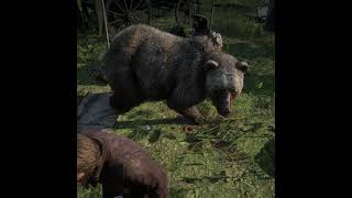 Bear Joins Odriscolls