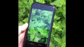 How to use the Seek APP to identify producers and consumers.