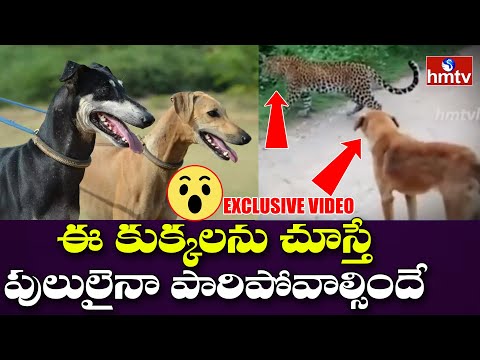 వామ్మో.. ఇ‌వేం కుక్కలు | Pandikona Dog | Pandikona Dog Breed | hmtv