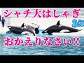 お茶目なトレーナーさんが帰って来てシャチ大はしゃぎ!! 鴨川シーワールド KamogawaSeaWorld Orcas