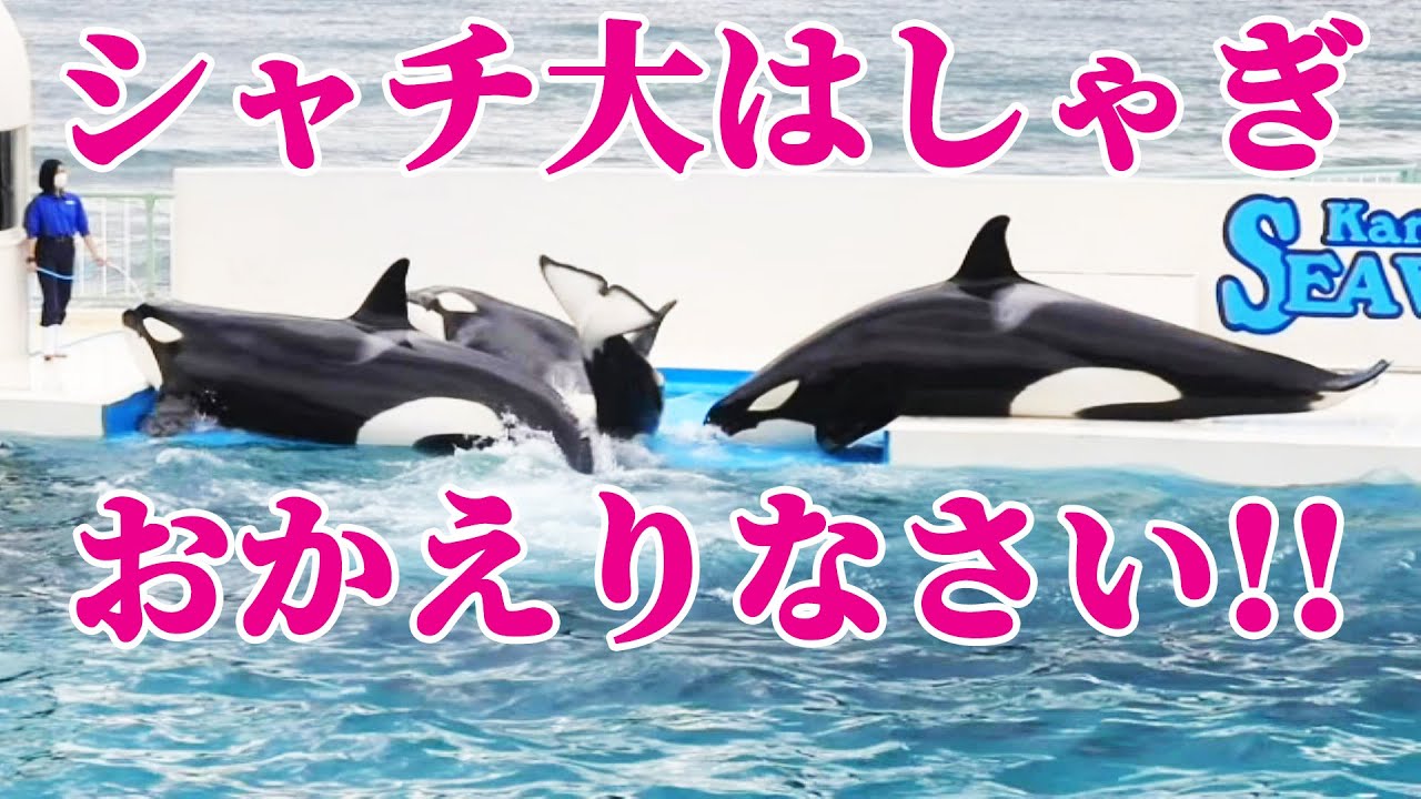 お茶目なトレーナーさんが帰って来てシャチ大はしゃぎ 鴨川シーワールド Kamogawaseaworld Orcas Youtube