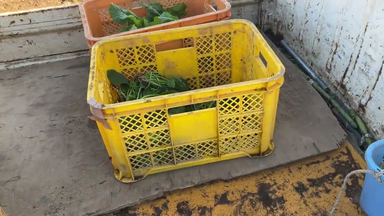 2025最後のお野菜セット畑を移動しながら収穫×ほうれんそうからし菜大根日野菜かぶケールターサイ人参収穫251230